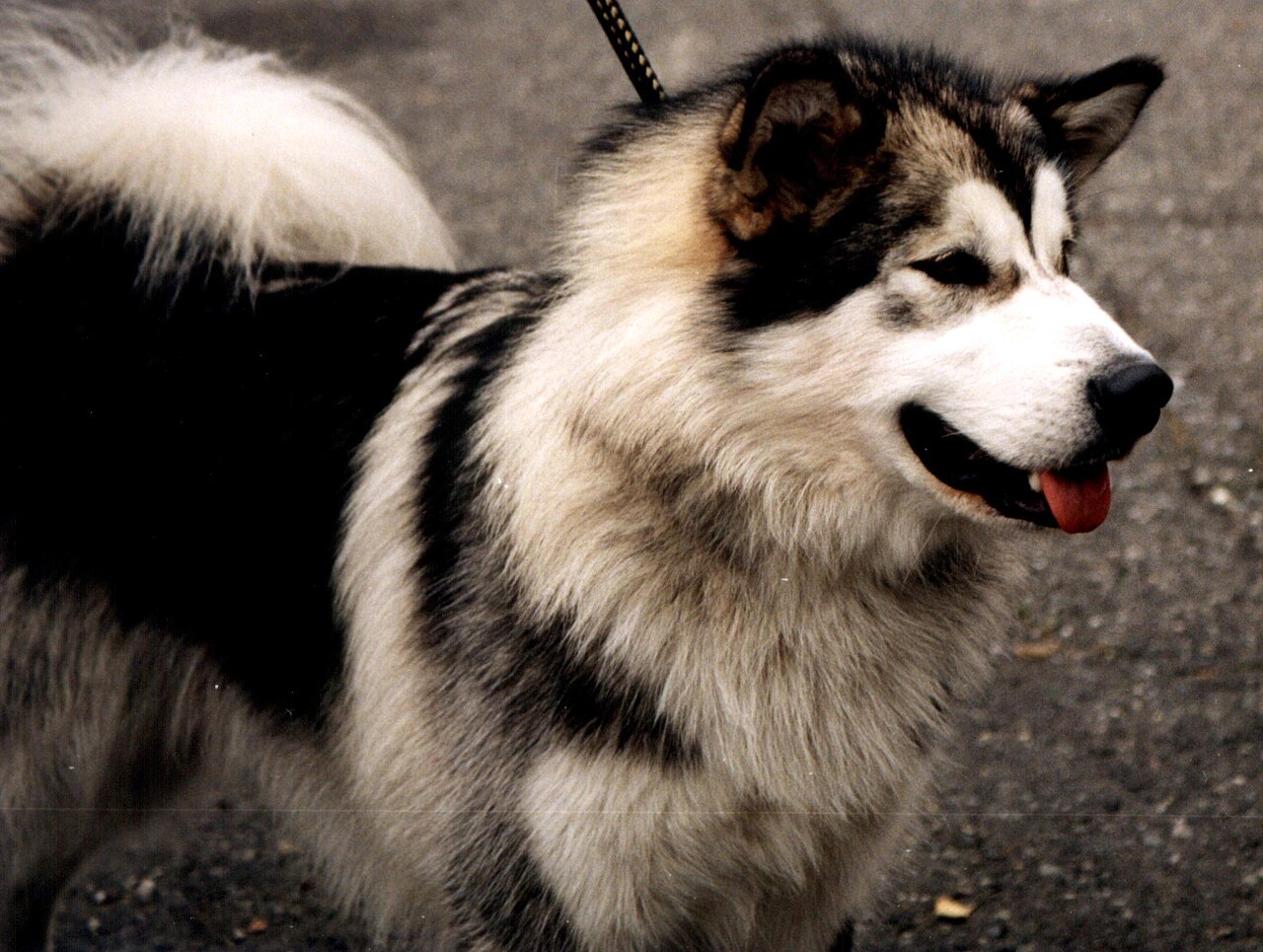 Alaskan Malamute with saddle black and white coat.