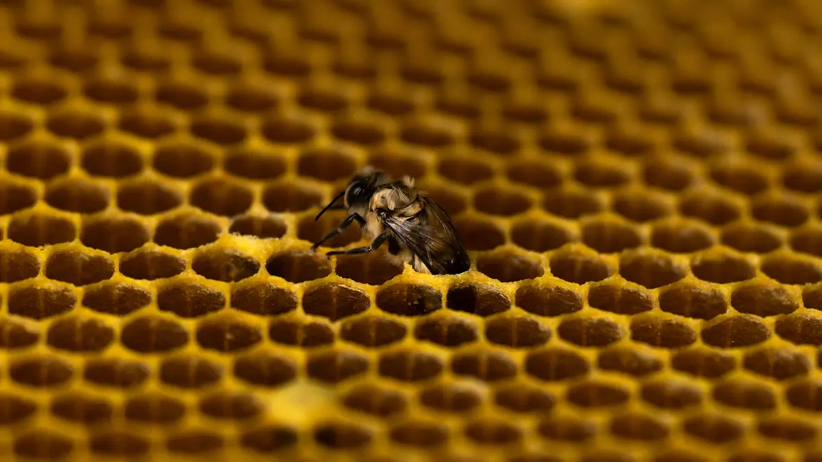 Explore how many bees make honey and explore the diverse species working together to fill your jar with nature’s sweetest creation.

https://medicinalmadhoney.com/blogs/mad-honey/sustainable-practices-in-natural-beekeeping

