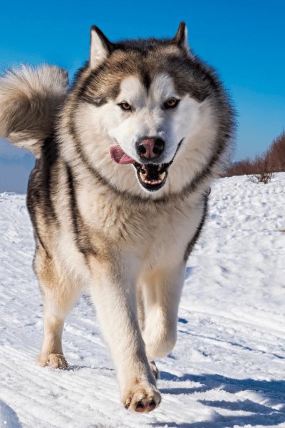 The Alaskan Malamute is the big cousin of the Siberian Husky.